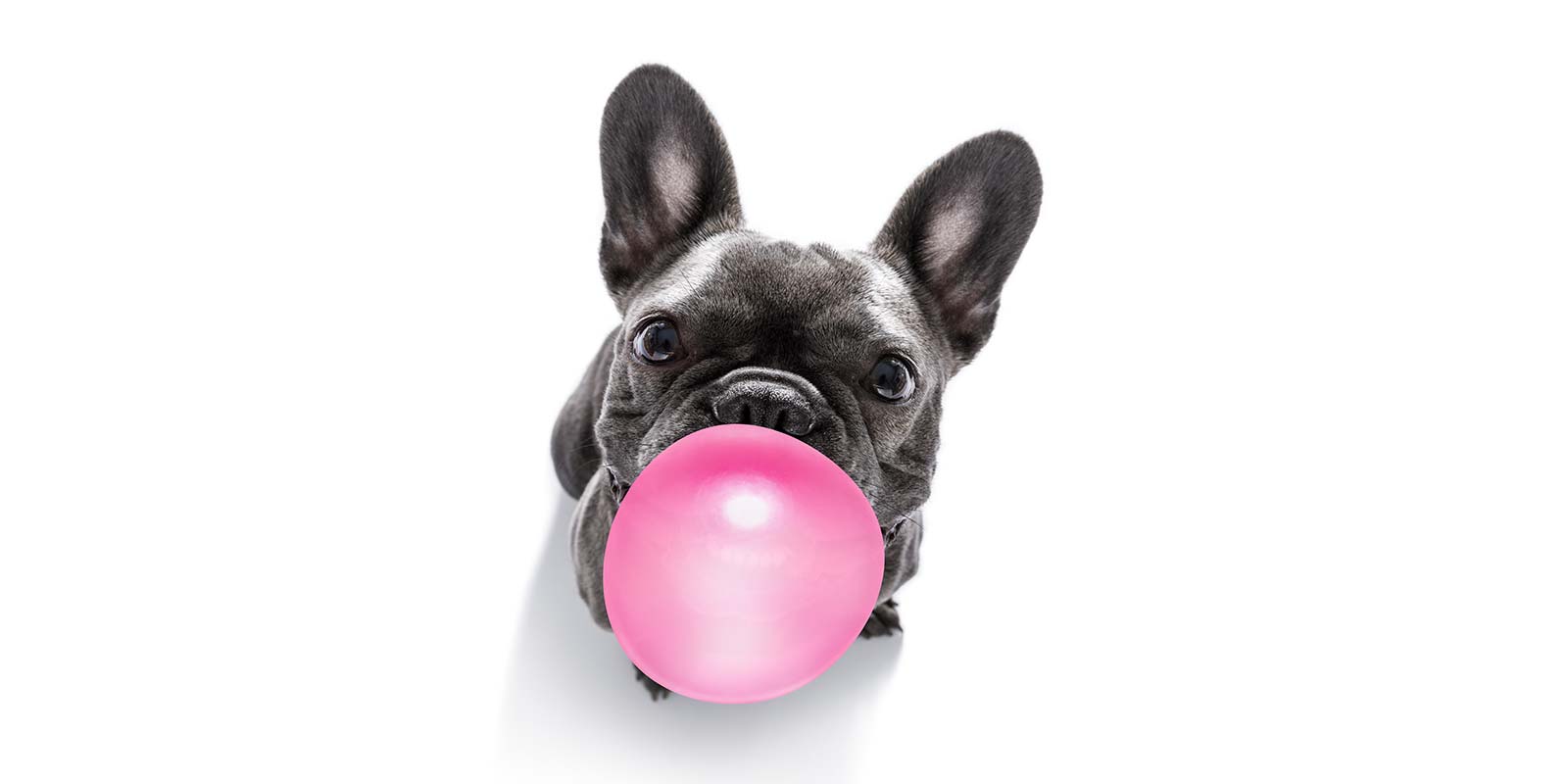 Programa para mascotas hard rock hotels