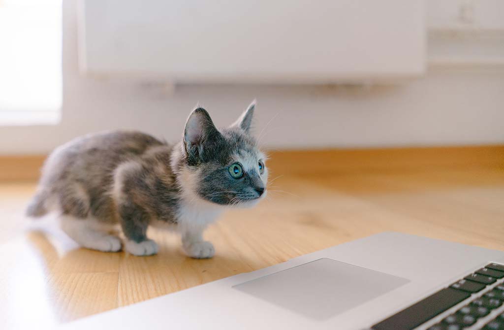 Movies with your pet