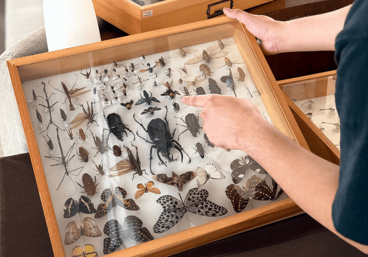 a person pointing at a display of insects