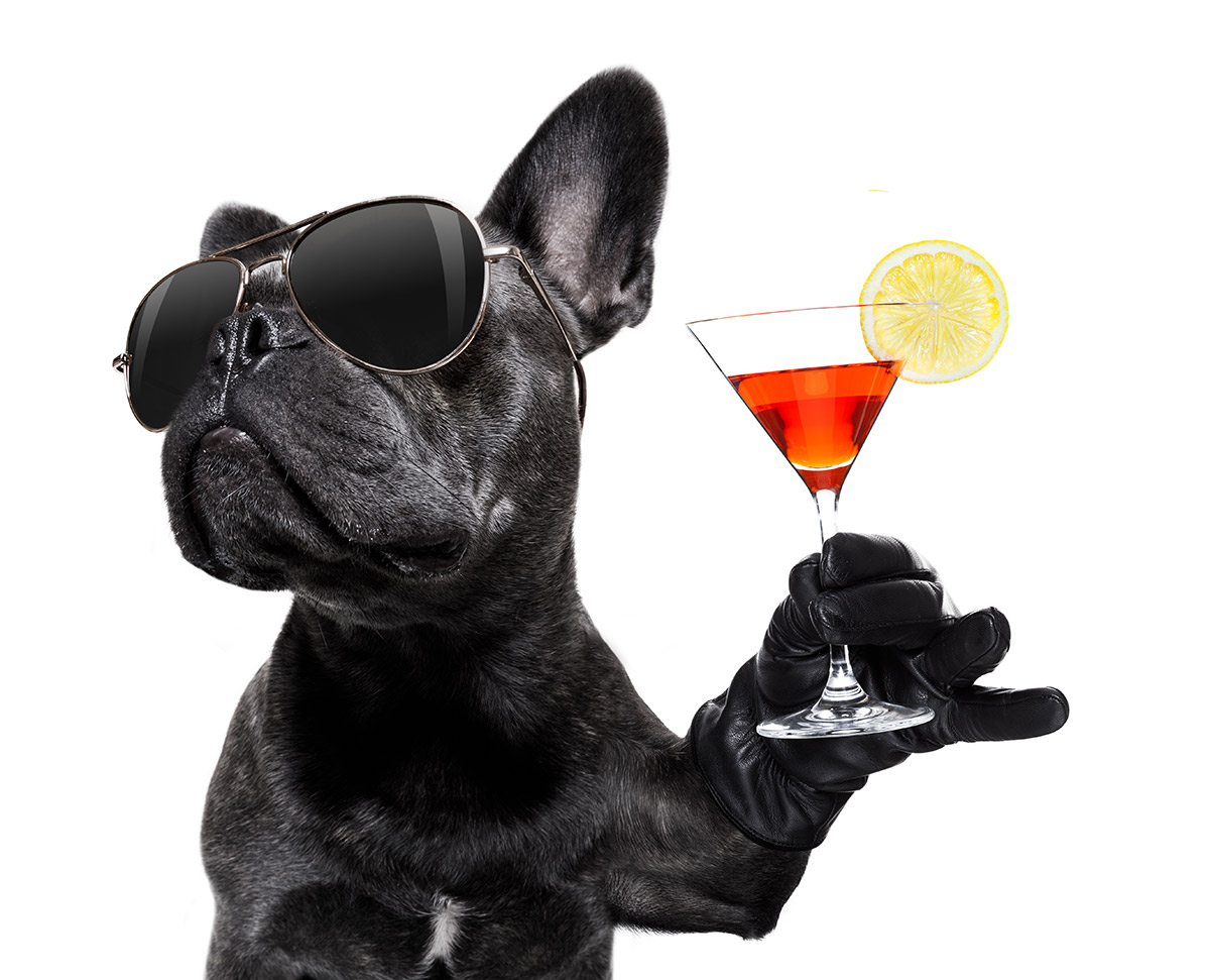 Cute black pug holding a martini glass