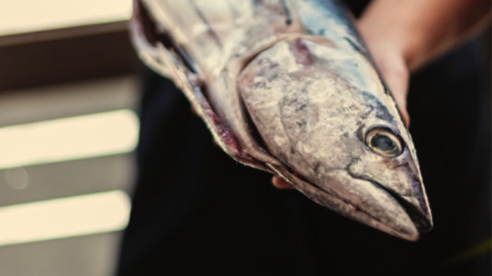 fresh fish