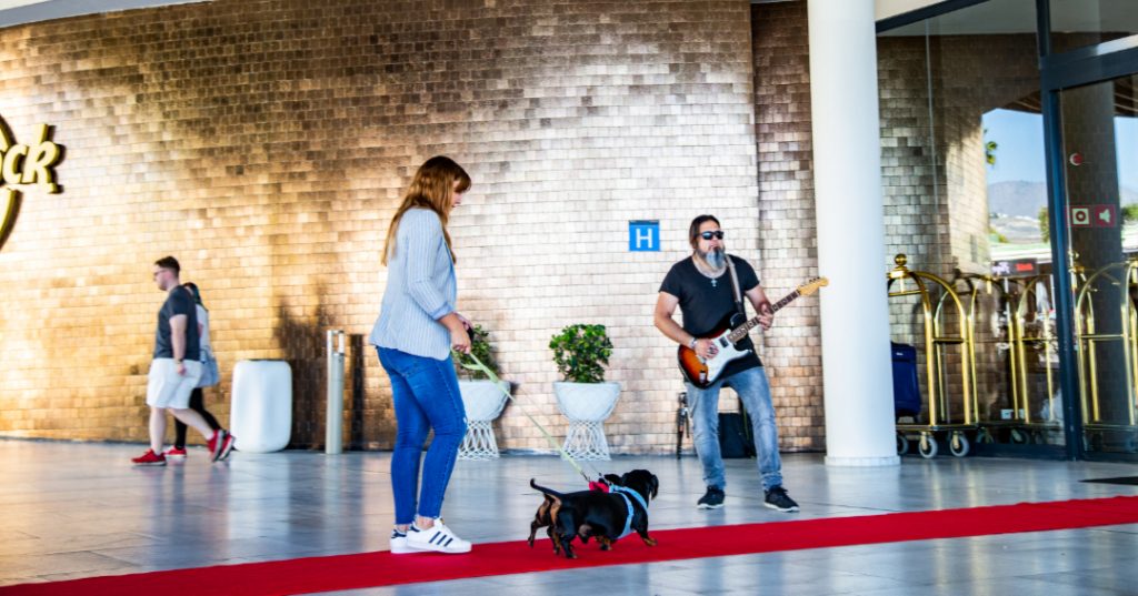 woman walking her dogs